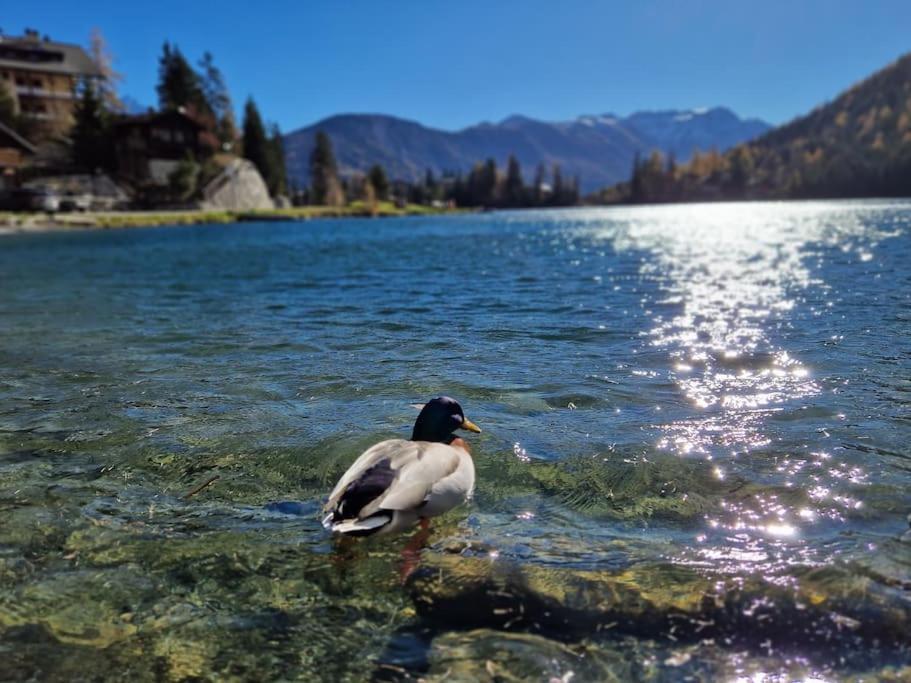 Superbe Appartement Champex-Lac Avec Piscine Et Sauna Exteriör bild